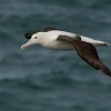 Albatros Sanforduv - Diomedea sanfordi - Northern Royal Albatros 7662